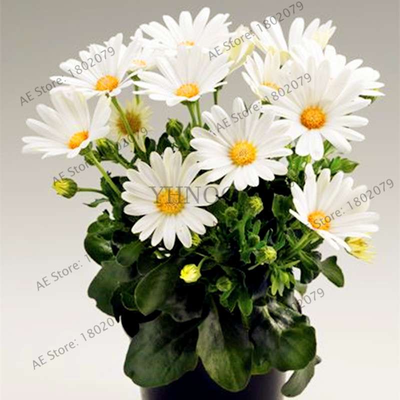 African Blue Eyed Daisy Seeds - Osteospermum Bonsai Flower Seeds for Home Garden & Potted Plants