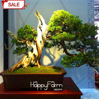 Cypress Bonsai Seeds - Chinese Sabina Chinensis, DIY Ornamental Plants for Home & Garden