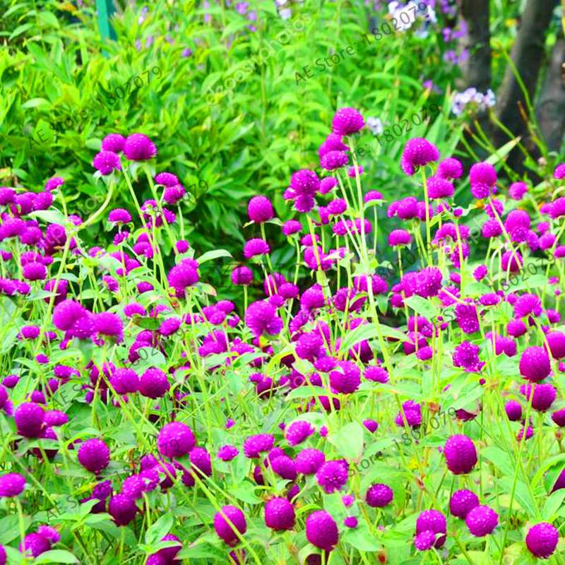 Rare Mini Gomphrena Globosa Seeds - Vibrant Perennial Flowers for Garden & Bonsai