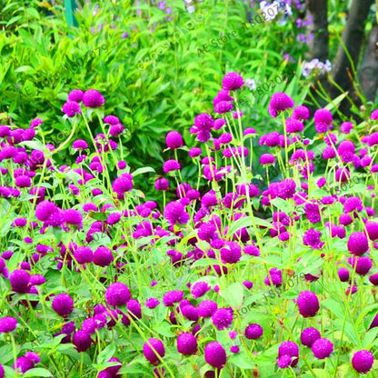 Rare Mini Gomphrena Globosa Seeds - Vibrant Perennial Flowers for Garden & Bonsai