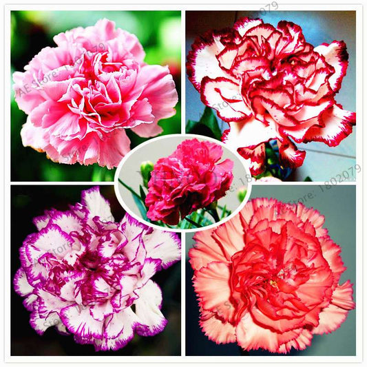 Rare Carnation Seeds - Dianthus Caryophyllus, Potted Bonsai Flower Seeds for Mother's Day, Home Garden Planting