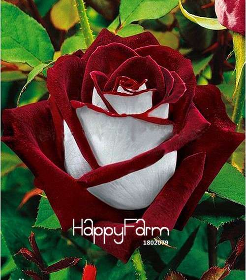 Premium White Black Edge Rose Seeds - for Home Garden & Balcony Planting | Rare Potted Rose Flowers