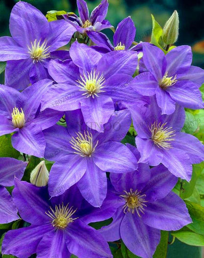 Mixed Clematis Seeds - Easy to Grow Beautiful Bonsai Flowers for Home Garden (Limited Time Offer)