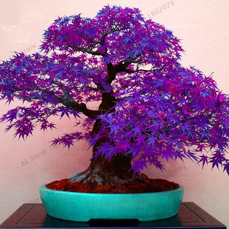 Premium Japanese Red Maple Bonsai Seeds - Gorgeous Indoor Home Tree - Fast US Shipping