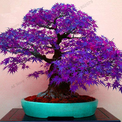 Premium Japanese Red Maple Bonsai Seeds - Gorgeous Indoor Home Tree - Fast US Shipping