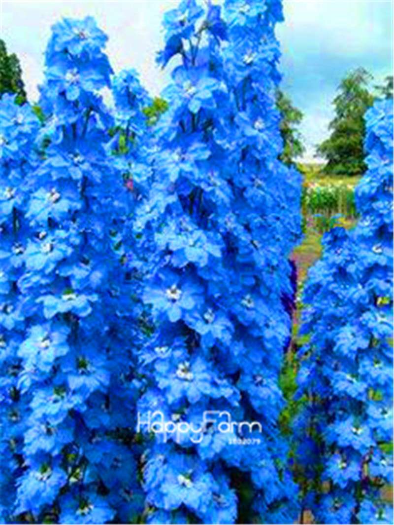Rocket Larkspur Seeds - Easy-Grow Delphinium Flowers for Home Garden & DIY Potted Bonsai