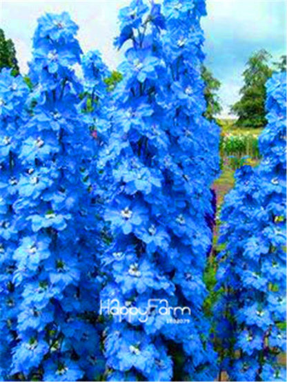 Rocket Larkspur Seeds - Easy-Grow Delphinium Flowers for Home Garden & DIY Potted Bonsai