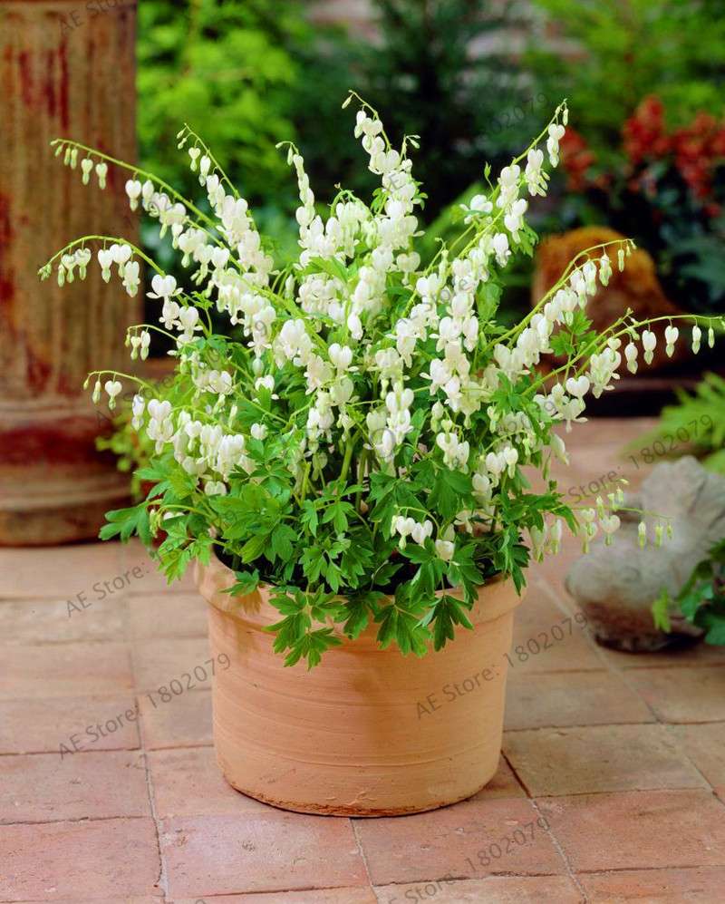 Bleeding Heart Seeds (Dicentra Spectabilis) - Orchid Seeds for Pots & Cottage Gardens