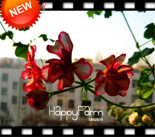 White & Red Edge Geranium Seeds - Perennial Pelargonium Peltatum Flowers for Indoor Planting