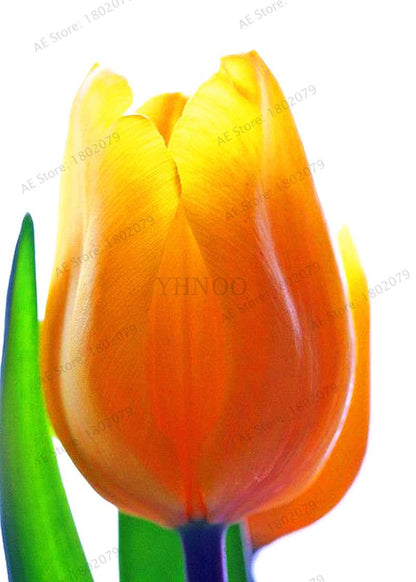 Rare Tulip Seeds - Beautiful Perennial Bonsai Flowers for Home & Garden Planting