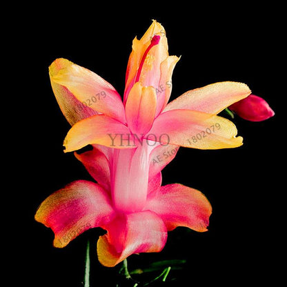Mixed Color Christmas Cactus Seeds - Schlumbergera Bonsai Plant for Home & Garden Planting