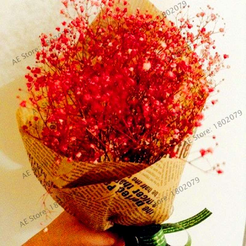 Gypsophila Paniculata Seeds - Vibrant Multi-Color Baby's Breath for Home & Garden | Fast Shipping