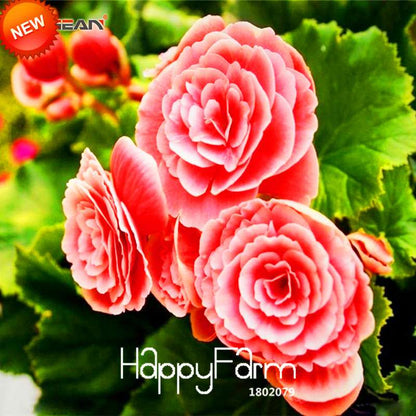 Begonia Flower Seeds - True Malus Spectabilis, Potted Bonsai Plant Seeds for Home Garden
