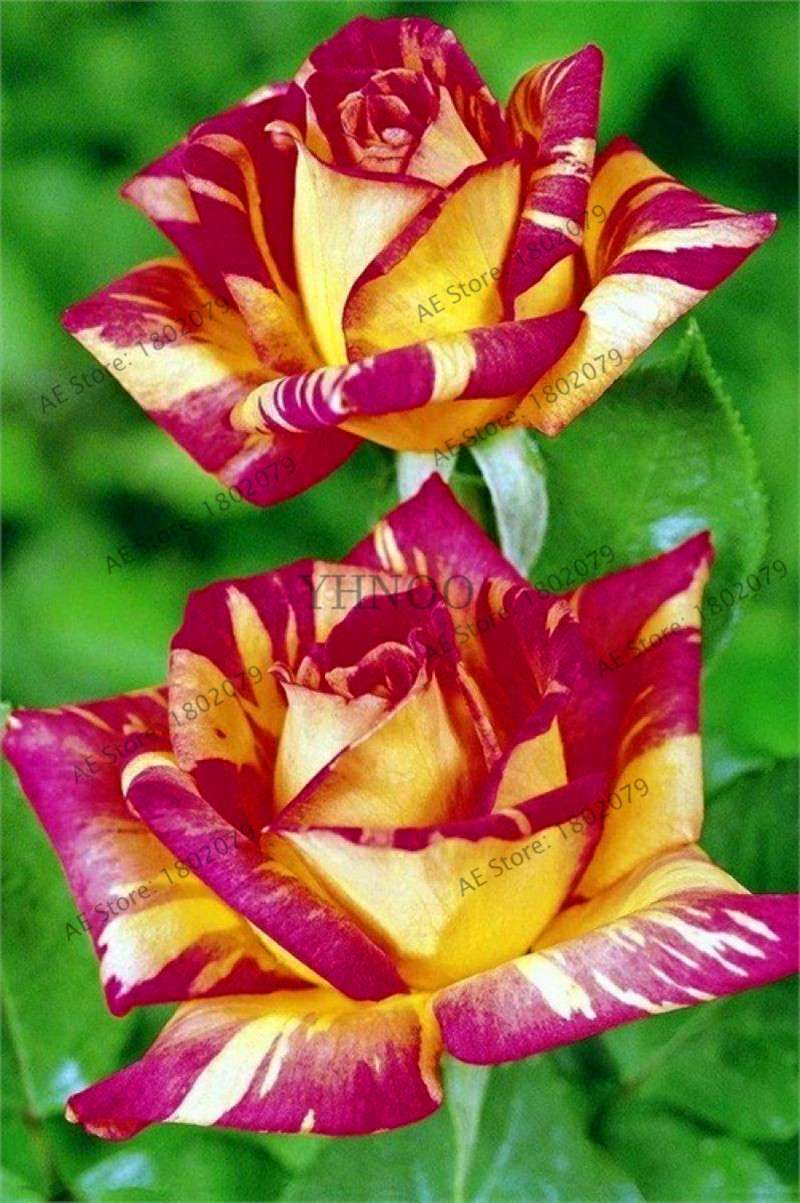 Rare Candy Stripe Rose Seeds - Mixed Color Bonsai Flower Seeds for Home Garden (Black, Blue)