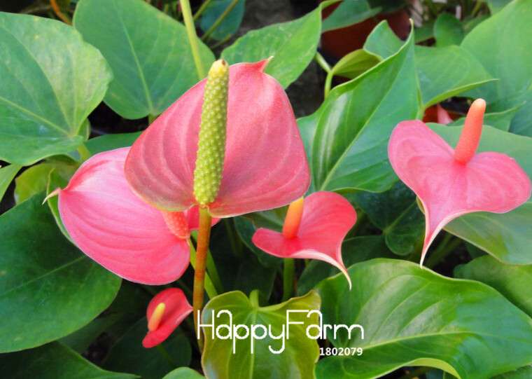 Anthurium & Rubber Tree Seeds - Air Purifying Plants, Formaldehyde Cleaner, Fresh Indoor Gardening