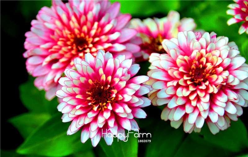 Premium Zinnia Seeds Mix - 24 Varieties, - Rare Colorful Flowers for Indoor & Outdoor Gardens