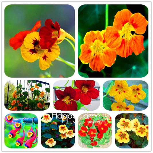 Rare Hanging Nasturtium Seeds - Vibrant Climbing Flowers for Garden & Containers