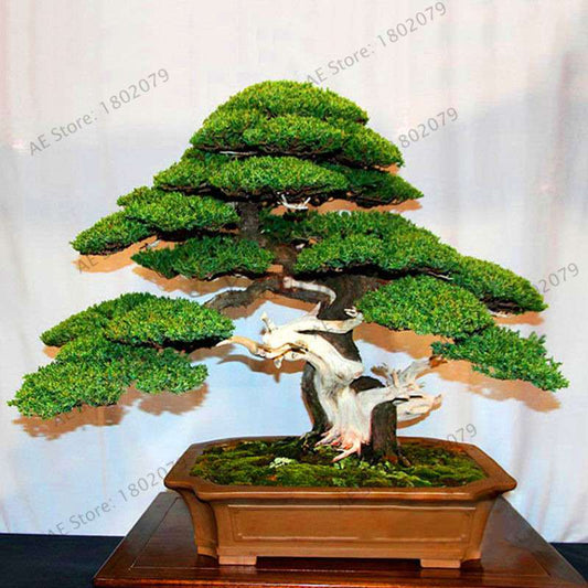 Genuine Juniper Bonsai Trees | Potted Office Plants, Air Purifying, Seeds Included (USA Shipping)