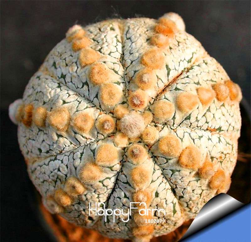 Rare Ball Cactus Seeds - Succulent Bonsai Plants for Pots, Celestial Flowers | Fast Shipping