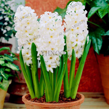 Hyacinth Seeds for Planting - Fragrant Potted Bonsai Flowers, Home Garden Blooming Bulbs