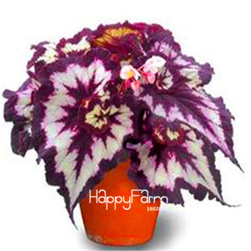 Begonia Flower Seeds - Vibrant Potted Bonsai for Garden, Balcony & Courtyard | Fast-Growing Coleus Seeds