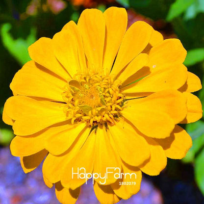 Premium Zinnia Seeds Mix - 24 Varieties, - Rare Colorful Flowers for Indoor & Outdoor Gardens