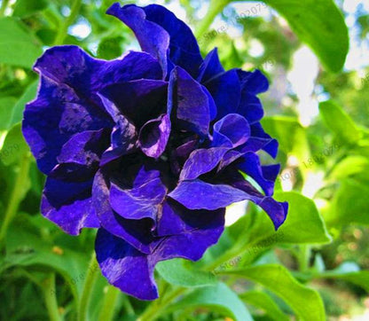 Double Petal Petunia Seeds - Vibrant Indoor Flower Bonsai Plants for Home & Garden