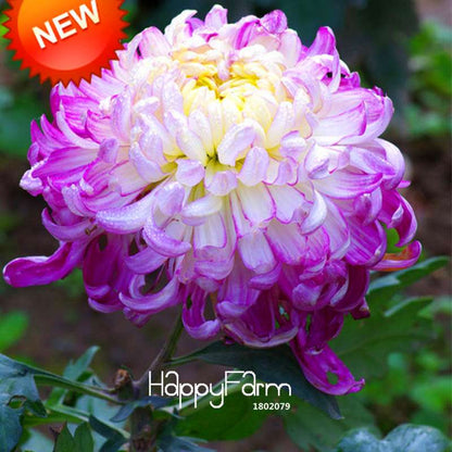 Orange Chrysanthemum Fireworks Flower Seeds - Bonsai Balcony Garden, Fast Shipping USA