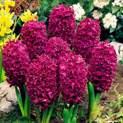 Hyacinth Seeds for Planting - Fragrant Potted Bonsai Flowers, Home Garden Blooming Bulbs