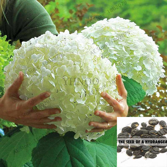 Hydrangea Seeds for Planting - 95% Germination, Easy to Grow, Balcony Potted Flowers, Absorbs Radiation, Perfect Gift for Loved Ones
