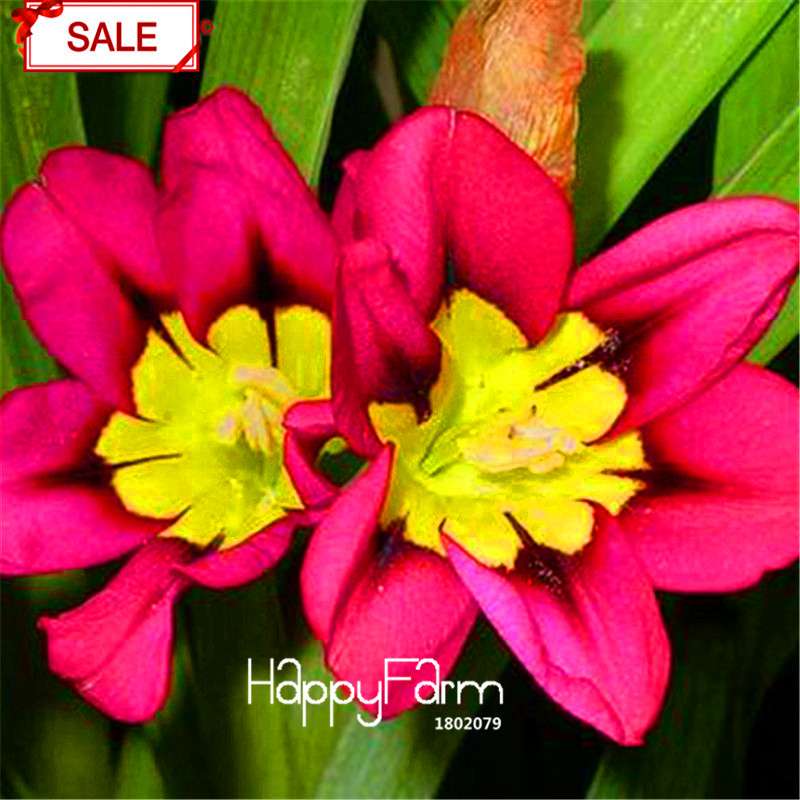 Red Sparaxis Tricolor Rose Flower Seeds - for Balcony Potted Flowers | USA Garden