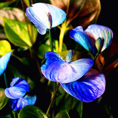 Anthurium Seeds - Colorful Bonsai Flower Seeds for Home Garden, Balcony DIY Planting (Andraeanum)