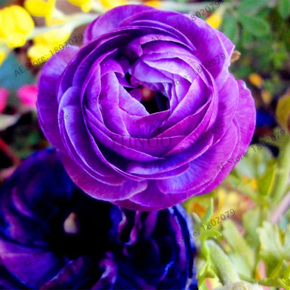 Ranunculus Asiaticus Seeds - Perennial Bonsai Flowers for Home & Garden, Easy to Grow