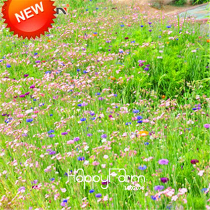 Chrysanthemum Seeds Mix - Perennial Wildflower Seeds for Home Garden Planting | USA Grown