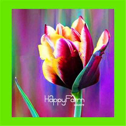 Dutch Tulip Flower Seeds - Potted Bonsai for Home & Garden Planting