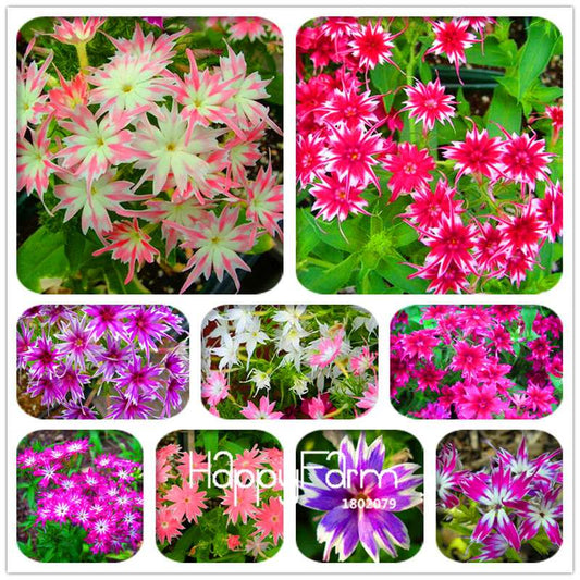 Phlox Drummondii Seeds - Twinkle Star Flower for Home & Garden | Fast-Growing, Vibrant Blooms