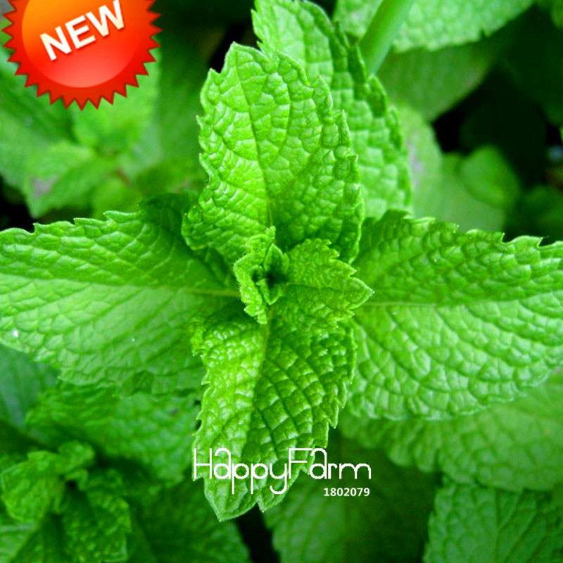 Lemon Mint Seeds - Mentha Citrata Herbal Plant for Garden, Tea & Cooking - Non-GMO, USA Shipping