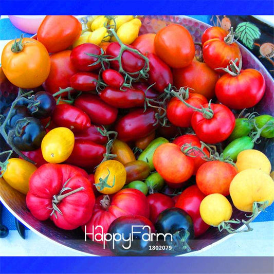 Organic Heirloom Vinson Watts Tomato Seeds - Sweet & Tasty Hybrid for Home Garden