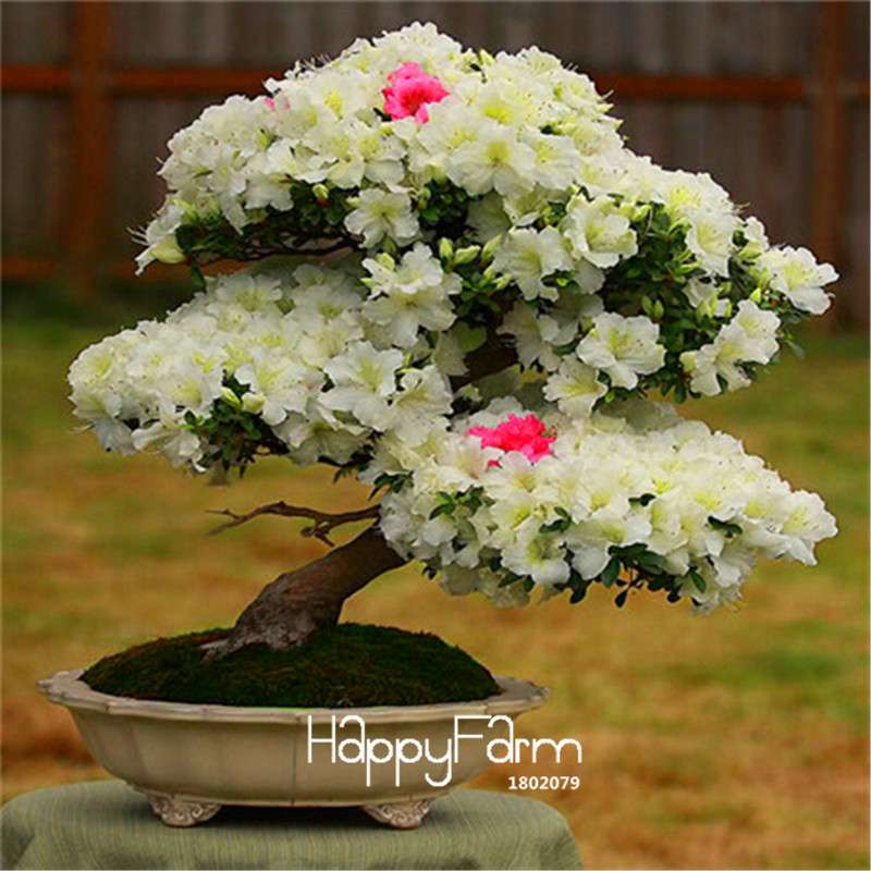Cherry Blossom Seeds - Easy to Grow Sakura Bonsai Tree for Home Garden, Perennial Flower Like Azalea