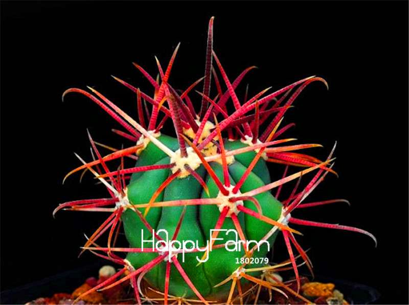 Red Barrel Cactus Seeds - Easy to Grow Potted Flowers for Home & Garden Planting