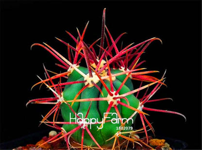 Red Barrel Cactus Seeds - Easy to Grow Potted Flowers for Home & Garden Planting