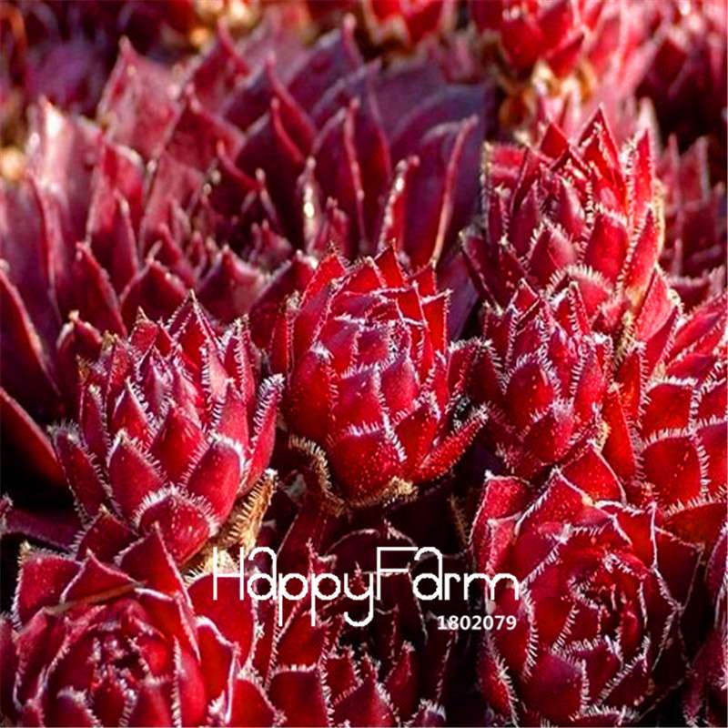Genuine Hens & Chicks Succulent Seeds - Sempervivum Hybridum Mix, Bonsai Plant Flower Seeds for Home Garden