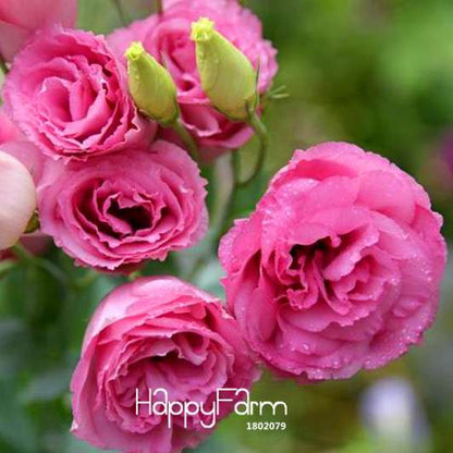 Red Eustoma Seeds - Vibrant Multicolor Lisianthus Flowers for Home Garden DIY (Perennial)