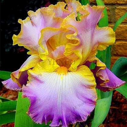 Mixed Color Bearded Iris Seeds - Rare Orchid-Like Flowers for Garden Planting, DIY Home Gardening
