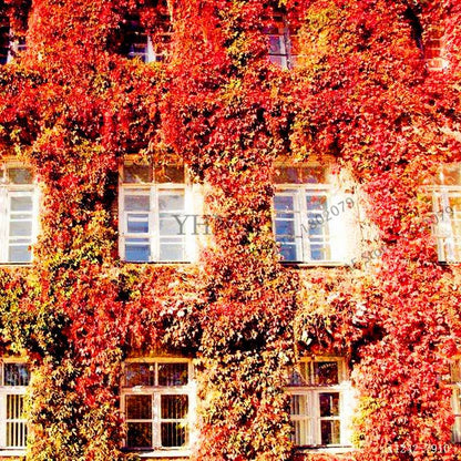 Green Boston Ivy Seeds - Easy Grow DIY Garden Plants for Outdoor & Home Planting - Fast Shipping