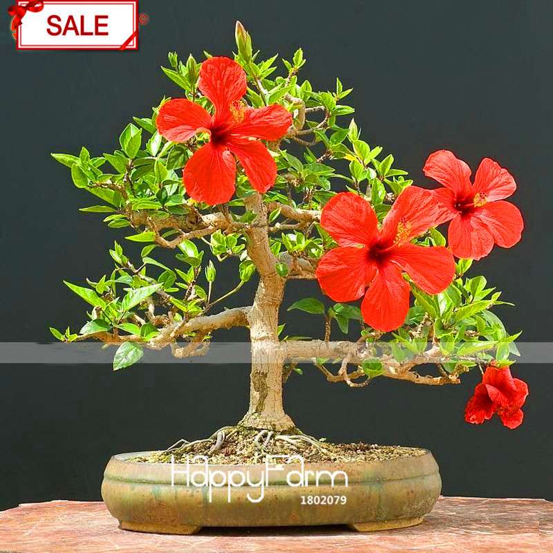 Red Giant Hibiscus Seeds - for Planting, DIY Home Garden Bonsai, Vibrant Blooming Flowers