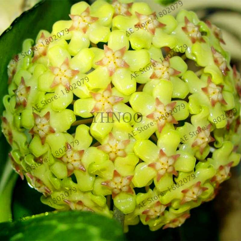 24 Color Hoya Carnosa Seeds - Rare Perennial Bonsai Plant for Home Garden