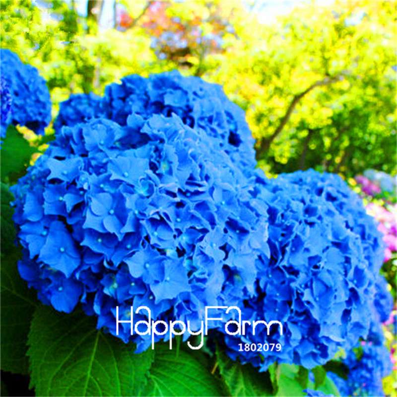 Mixed Hydrangea Seeds - Vibrant Home Garden Flowers for Bonsai & Planting