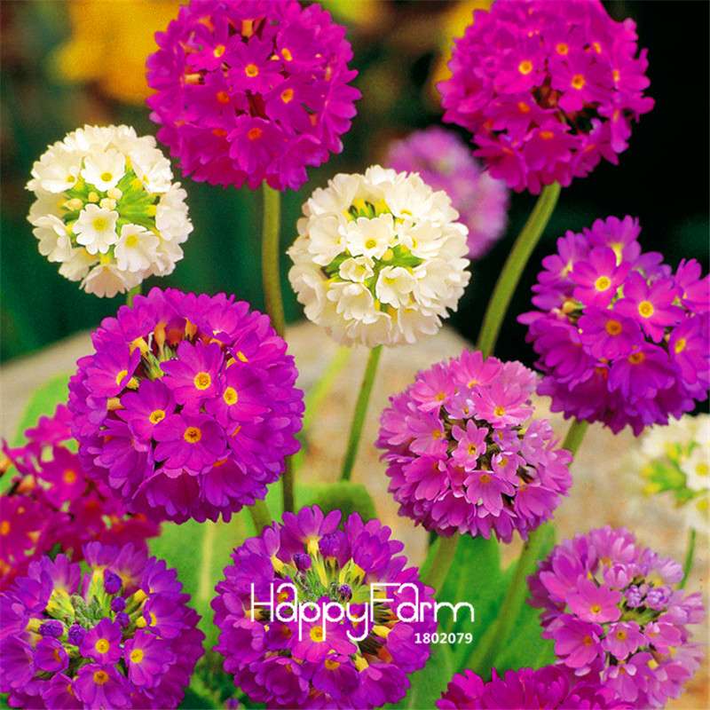 Rare Primrose Seeds - Fresh, Easy to Grow, Beautiful Blooming Flowers for Garden