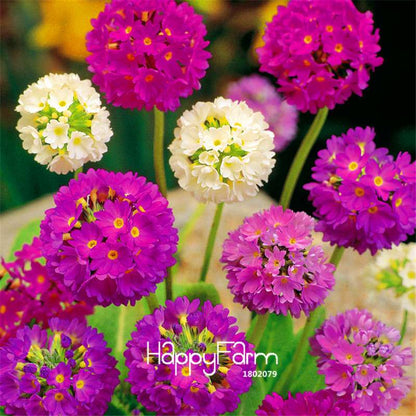 Rare Primrose Seeds - Fresh, Easy to Grow, Beautiful Blooming Flowers for Garden